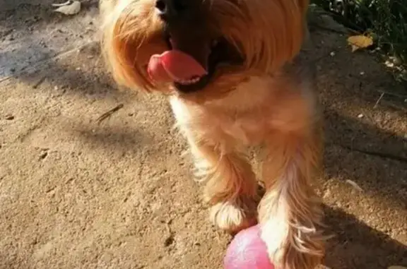 Пропала собака, ул. Карпинского, Пермь