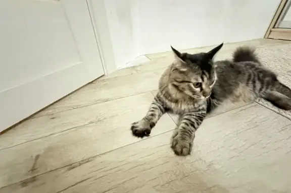 Кошки потеряшки, , фото: Потеряшка кошка, Лазоревый проспект