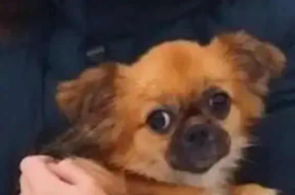 Пропала собака в Миллерово, Ростовская область