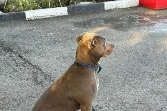 Собака найдена: Орджоникидзе, 1А, Новокузнецк