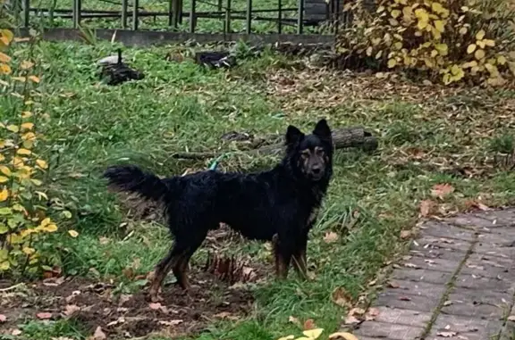Найдена собака, Жуковка, фото: Собака найдена: Жуковка, Подмосковные вечера