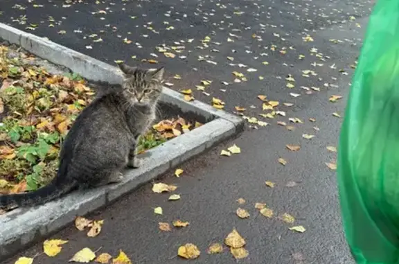 Найдена кошка, Первомайская 164, Йошкар-Ола