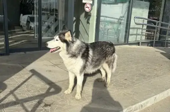 Хаски у Пятерочки, Университетский пр. 72