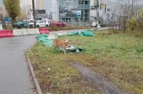 Найдена собака, Нижний Новгород, фото: Собака найдена: ул. Украинская, Нижний Новгород