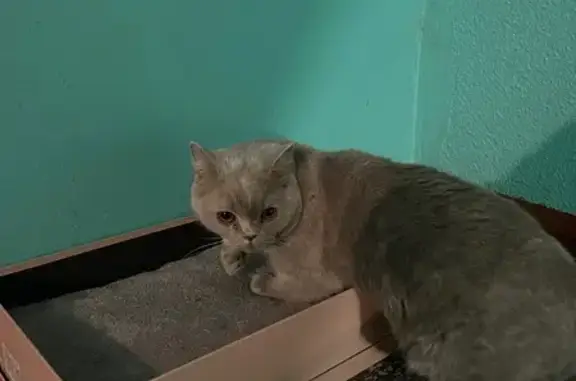 Найденные животные Мурманск, фото: Кошка найдена: ул. Орликовой 44, Мурманск