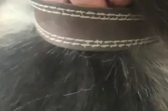 Найдена собака, Белоозёрский, фото: Найдена овчарка, Коммунальная 4, Белоозёрский