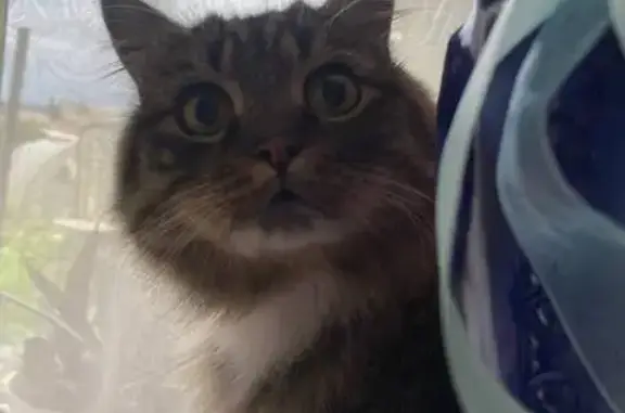 Пропала кошка, переулок Маяковского, 6