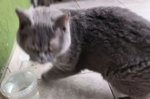 Британец найден: Окуловская 23, Калининград