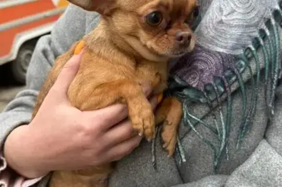 Найдена собака, Калуга, фото: Найдена собака, ул. Гурьянова 18, Калуга