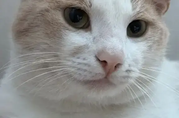 Кошки потеряшки, Энгельс, фото: Потеряшка кошка, Ульяновская ул., Энгельс