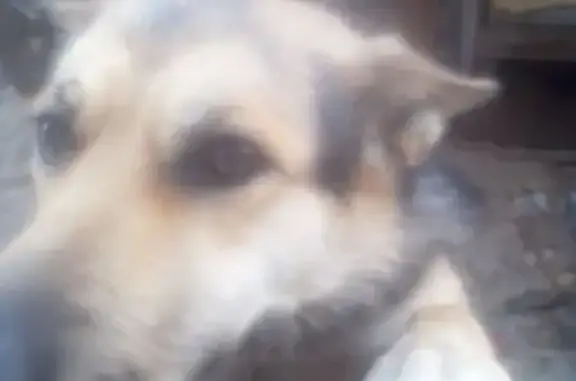 Найденные животные Камень-на-Оби, фото: Найдена овчарка, Камень-на-Оби