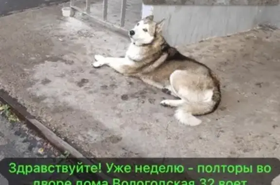 Найдена собака, Уфа, фото: Собака найдена, Вологодская 32/1, Уфа