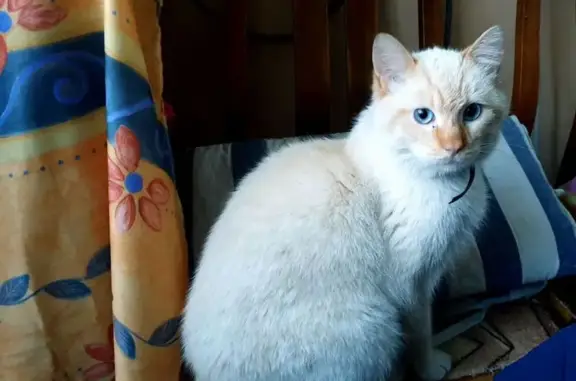 Кошки потеряшки, Славск, фото: Потеряшка кошка, Советская 89, Славск