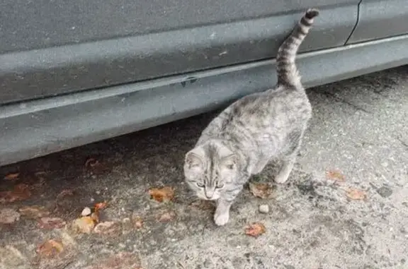Найдена кошка, Брянск, фото: Найдена кошка на проспекте Станке Димитрова, 5В