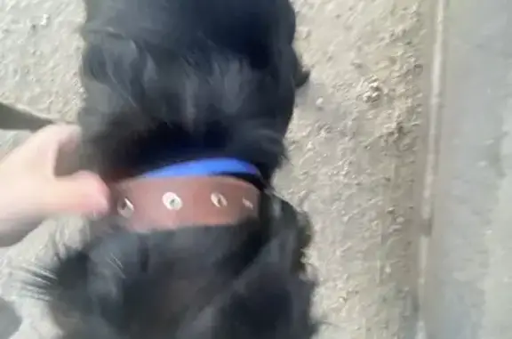 Найдена собака, Хабаровск, фото: Найден черный спаниель на Трёхгорной, 59 к2