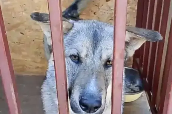 Собаки потеряшки, Екатеринбург, фото: Собака пропала в п. Ягодный, ул. Чуцкаева