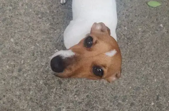 Собаки потеряшки, Сочи, фото: Потеряшка собака, ул. 50 лет СССР, 14, Сочи