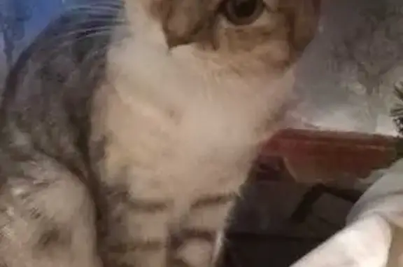 Пропала кошка, Санаторная ул., 5/48, Курск