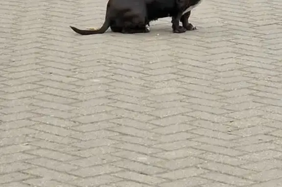 Найдена такса, проспект Ленина, Тверь