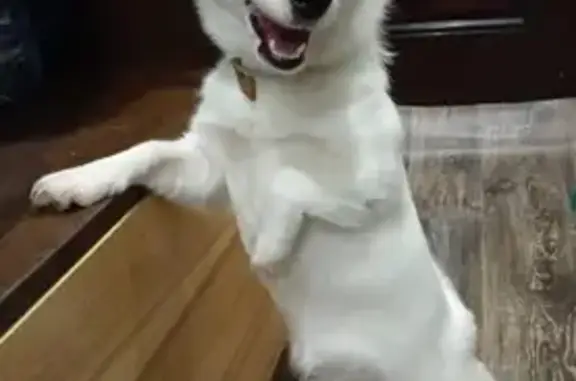 Собаки потеряшки, Корсаков, фото: Потеряшка собака, Корсаковская 23, Корсаков