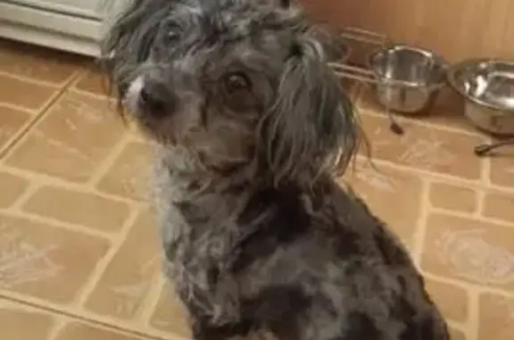 Пропала собака, ул. 9 Января, Воронеж