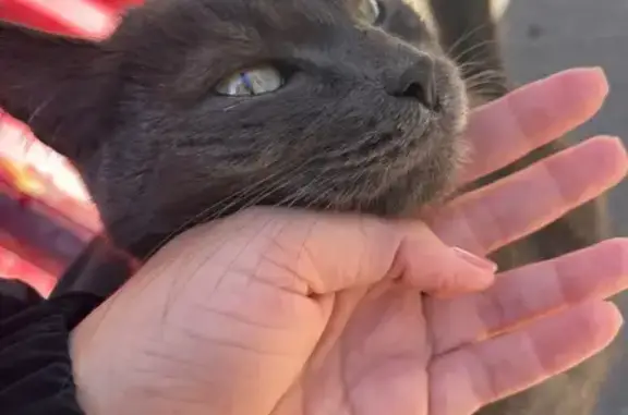 Кошка найдена: Герцена 40, Омск