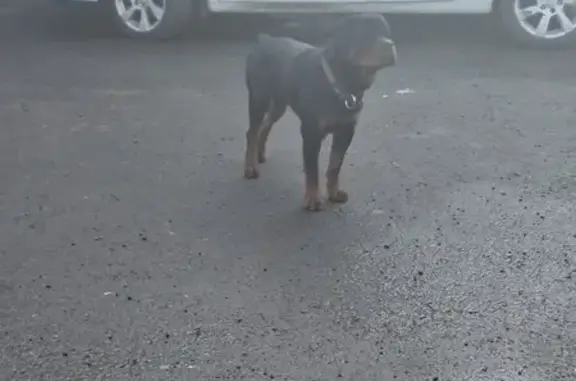 Найдена собака, Липецк, фото: Собака найдена: Прудная ул., Липецк