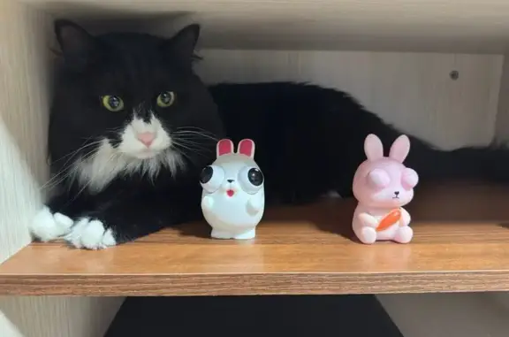 Кошки потеряшки, Челябинск, фото: Потеряшка кошка, ул. Многостаночников, 4