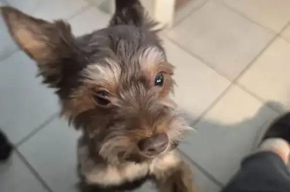 Найдена собака, Оренбург, фото: Йоркширский терьер найден: Автомобилистов 23/1