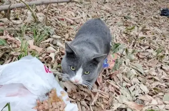 Найдена кошка, Томск, фото: Кошка найдена у Ярче, Сибирская 111Б, Томск