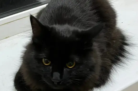 Найдена кошка, Москва, фото: Найдена черная кошка, Ярославская 10 к4