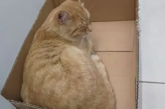 Найдена кошка, Ирбит, фото: Найдена кошка, Ирбит, Советская ул.