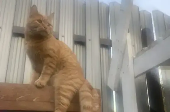 Пропал рыжий кот «Пучок», Рыбинск