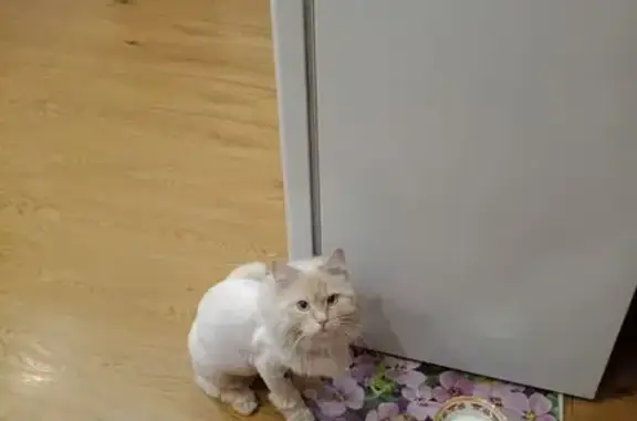 Кошки потеряшки, Минусинск, фото: Потеряшка кошка, ул. Дружбы Народов, Минусинск