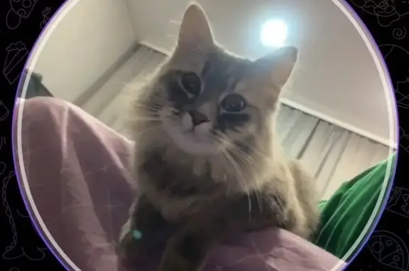 Пропала кошка, Белинского 37, Нижний Ломов