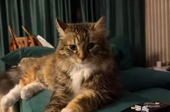 Пропала кошка, Приморское шоссе