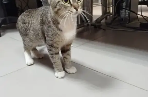 Кошка найдена на Радонежской, 1, Самара