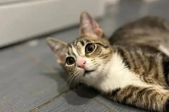 Пропала кошка, Новодеревенская 17А, Пушкин