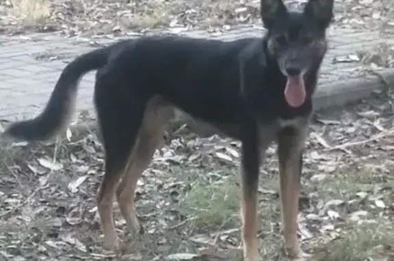 Найдена собака, Челябинск, фото: Найдена собака, ул. Сулимова, Челябинск