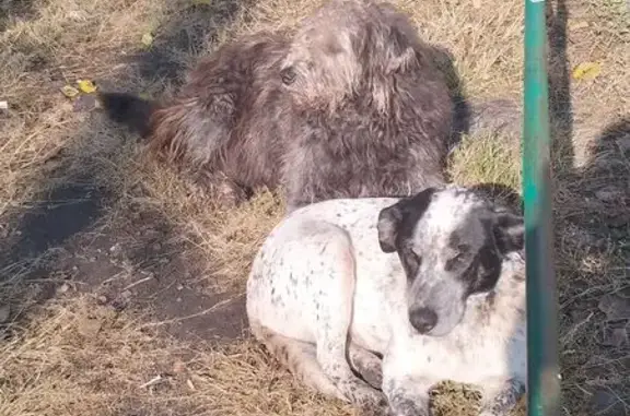 Собака найдена: Ростовская ул., 86, Воронеж