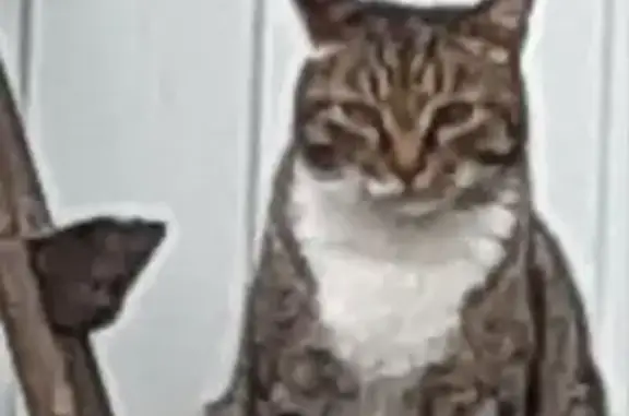 Пропала кошка, ул. Корчагина 20, Балахна