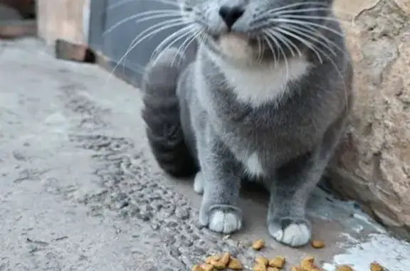 Найденные животные Братск, фото: Кошка найдена, Комсомольская 67, Братск