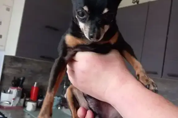 Чихуахуа найдена на Можайского, Тверь