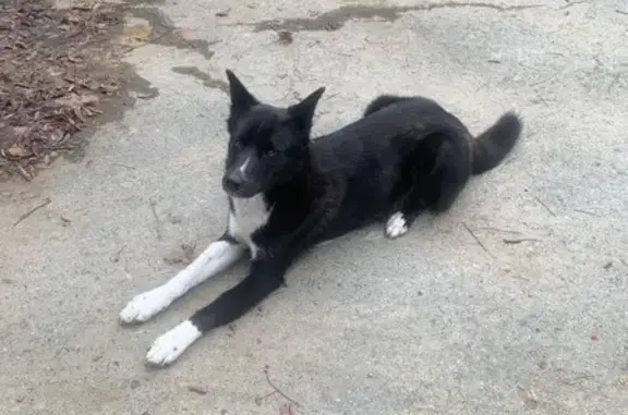 Найдена собака в Исетском, Свердловская обл.