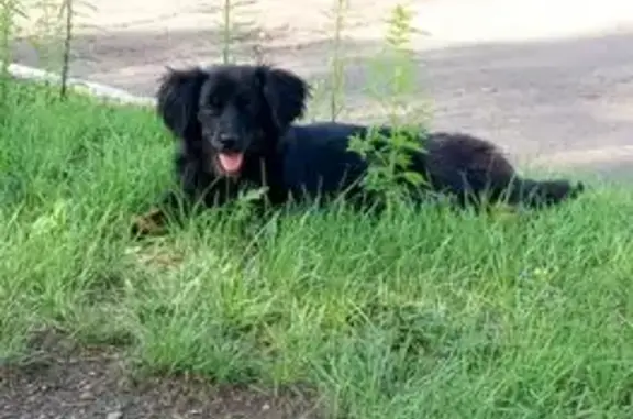 Пропала собака, 1-я Шахтёрская, Черногорск