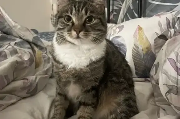 Пропала кошка, Демитовая ул. 20, Камышеваха