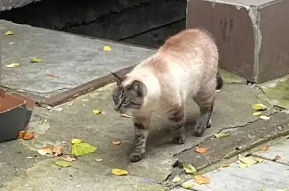 Кошка найдена на Фрунзе, 24, СПб