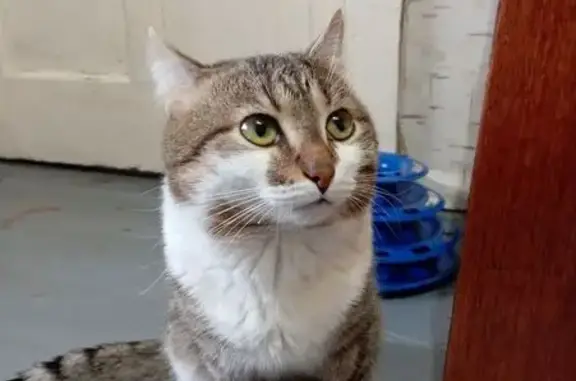 Пропала кошка, ул. Грибоедова 3А, Челябинск