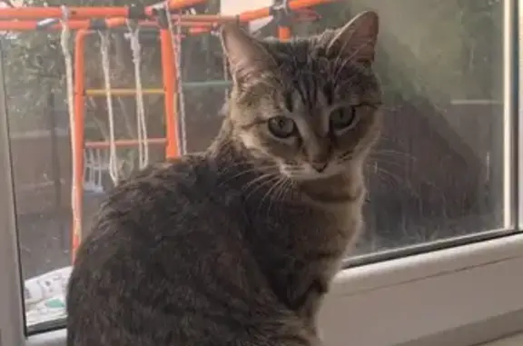 Пропала кошка, Васильковая ул., Тамбов