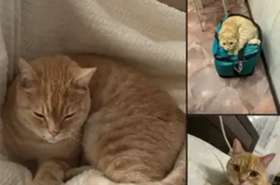 Кошки потеряшки, Оренбург, фото: Потеряшка кошка, Морозовский пер., 18